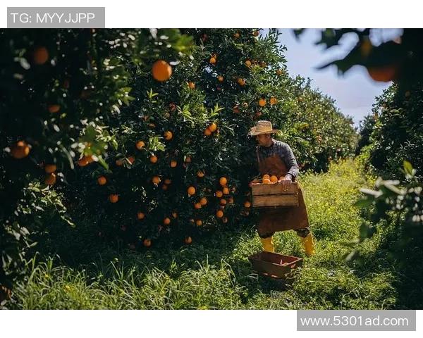 果园采摘乐趣无穷体验，畅享自然美味与田园风光的完美结合